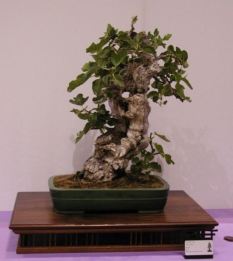 6a00d8341f624553ef01053719db7d970b-800wi - BONSAI