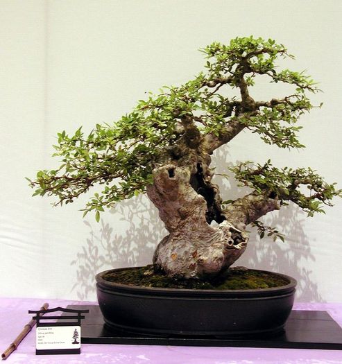 6a00d8341f624553ef01127909fe9728a4-800wi - BONSAI