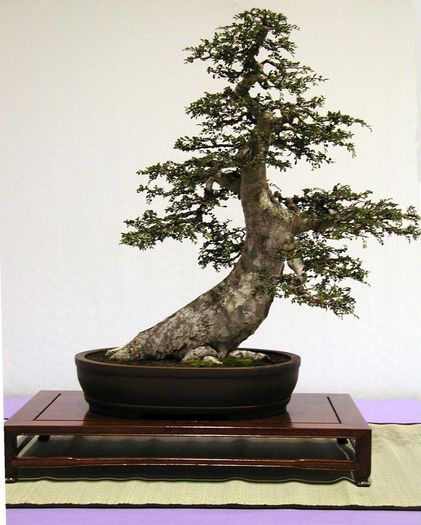 6a00d8341f624553ef011168858c1b970c-800wi - BONSAI