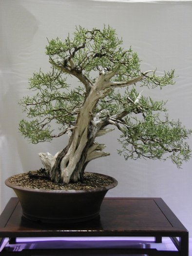 6a00d8341f624553ef011168870771970c-800wi - BONSAI