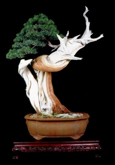 7 - BONSAI