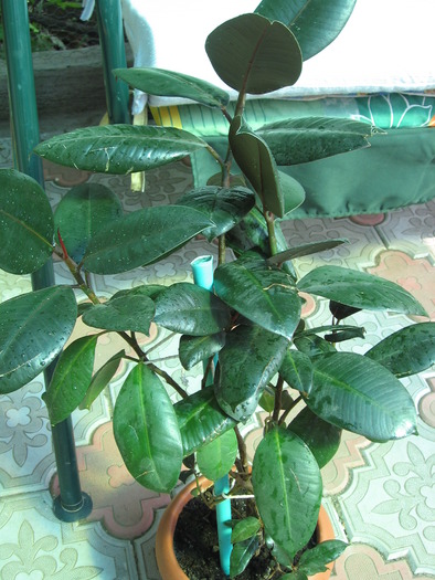 Ficus - flori