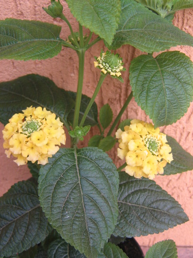 21aprilie 006 - lantana