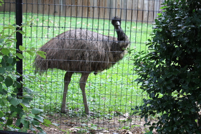 IMG_2901 - Zoo - 2009