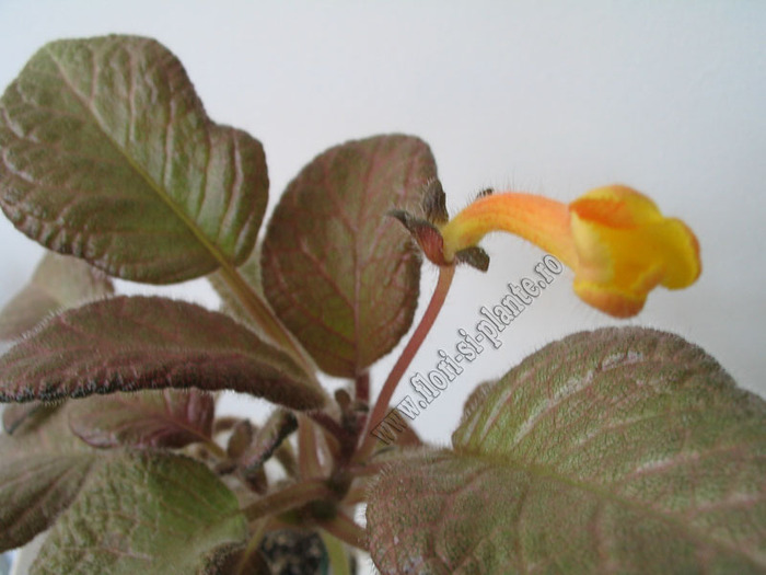 Episcia Showtime 4