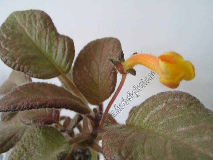 Episcia Showtime 4 - EPISCIA