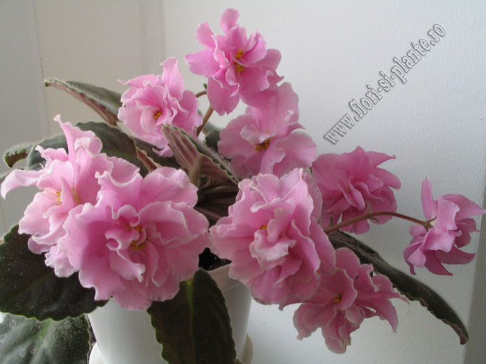 Saintpaulia  Rose Marie 8