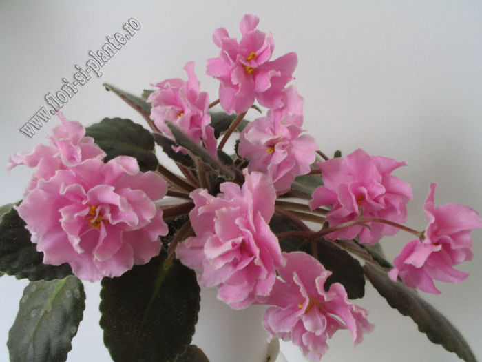Saintpaulia  Rose Marie 10 - VIOLETE AFRICANE  - Saintpaulia