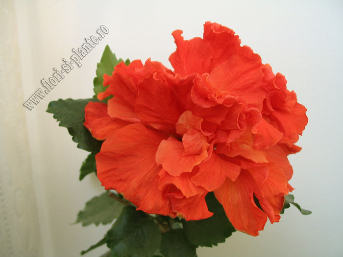 Hibiscus Toledo 9 - Hibiscus