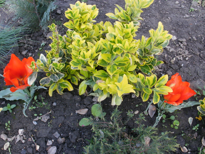 Euonymus Fortunei Emeraldn Gold - Gradina de flori 2010