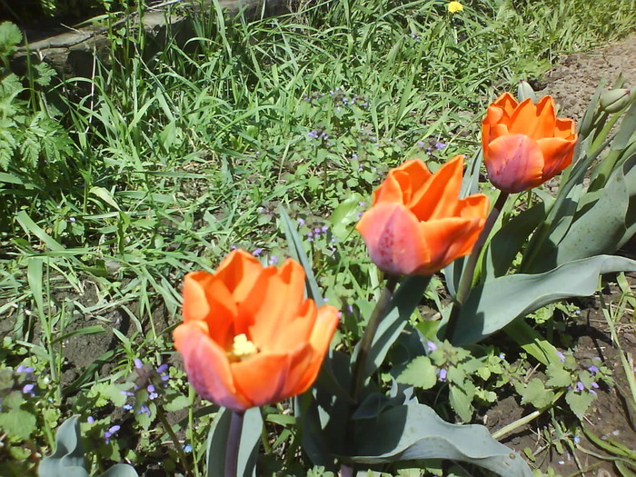 DSC00741 - flori aprilie 2010