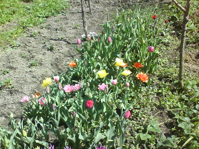 DSC00742 - flori aprilie 2010