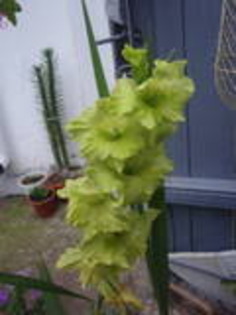 gladiola verde - flori de gradina