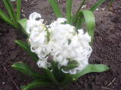 zambila - flori de gradina