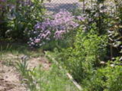 colt de garofite - flori de gradina