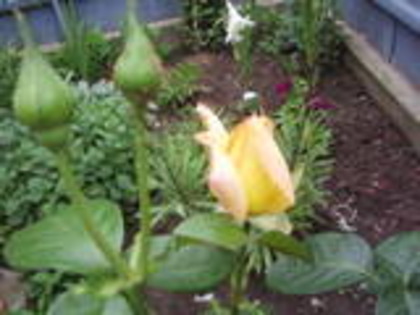 boboc de trandafir galben - flori de gradina