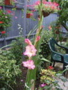 gladiola - flori de gradina