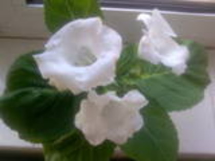 gloxinia alba