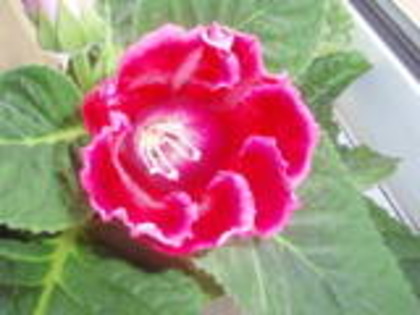 gloxinia rosie - gloxinii