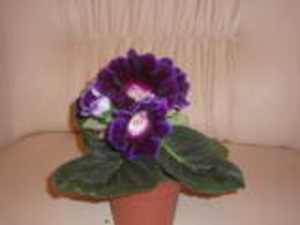 gloxinia mov - gloxinii