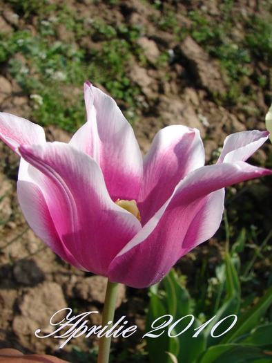 DSC00286 - Aprilie 2010 in gradina