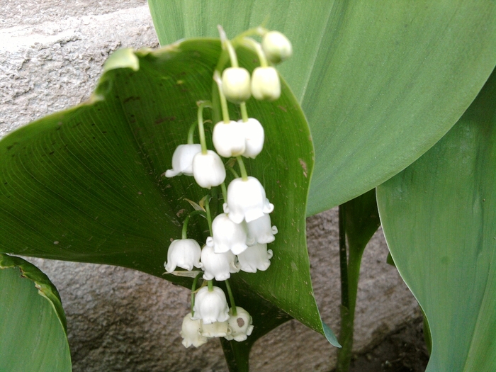 SP_A0405