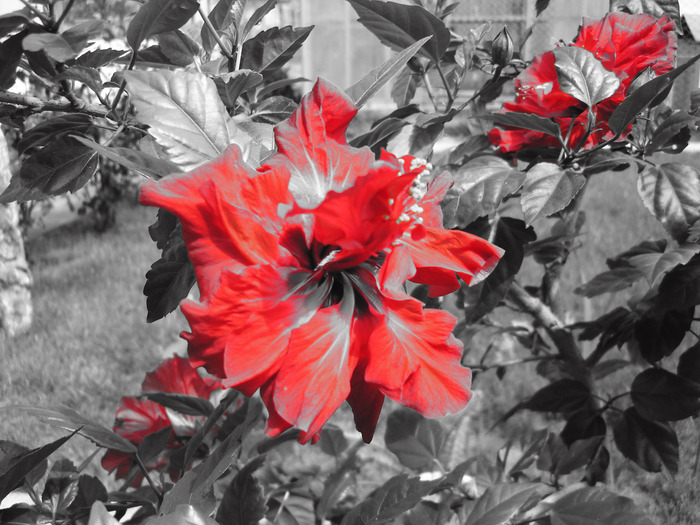 red   black-white - Flori