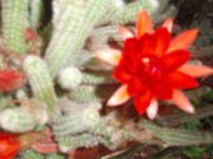 th_P6280286-1[1] - cactusi