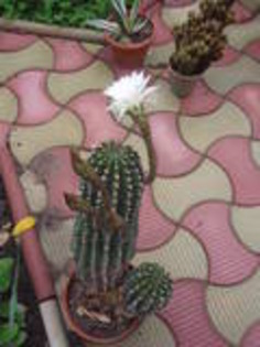 th_P6260258[1] - cactusi
