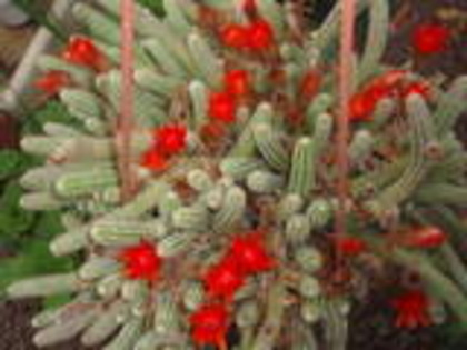 th_P6280285-1[1] - cactusi