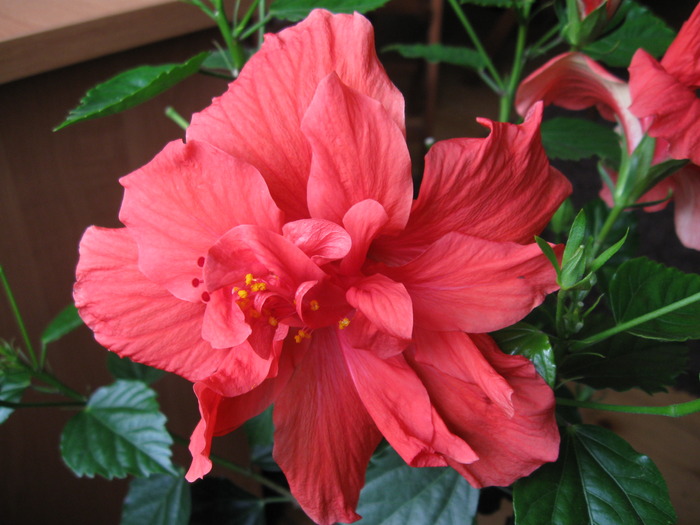 IMG_4577 - Hibiscus 2010