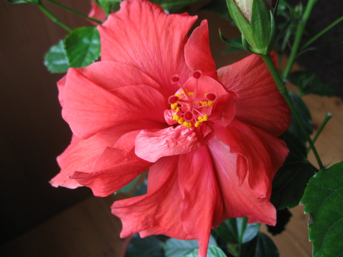 IMG_4584 - Hibiscus 2010