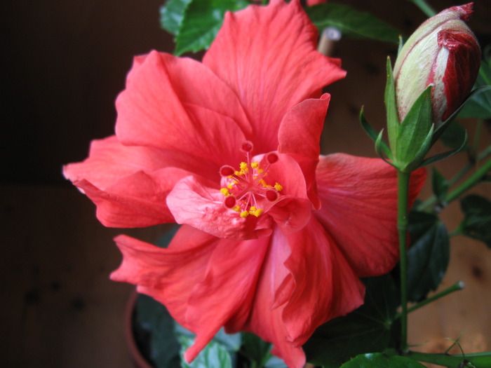 IMG_4585 - Hibiscus 2010