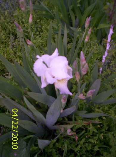 iris alb - flori de primavara 2010