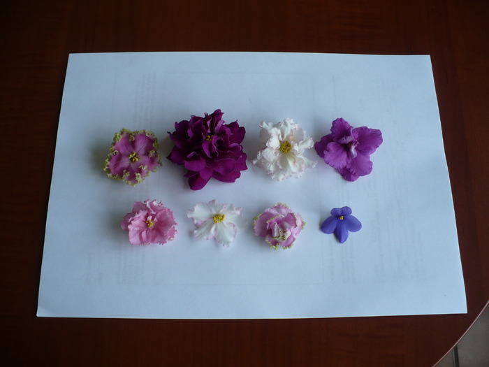 dimensiune flori (comparativ) - Violete africane 2010 -AV
