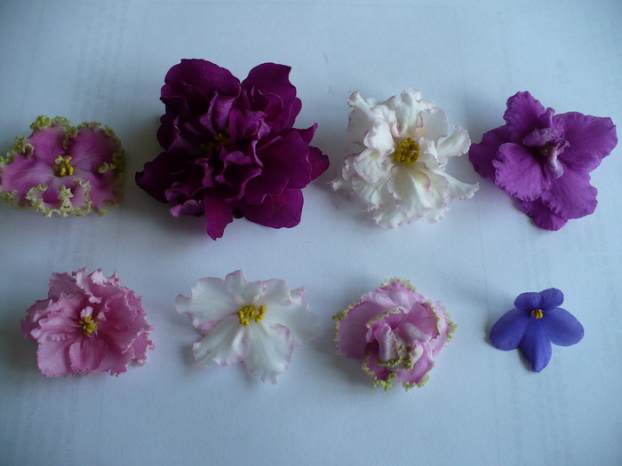 randu de jos: Rebel's two cents, Susie sunshine, Potselyj rusalki, Admiral - Violete africane 2010 -AV