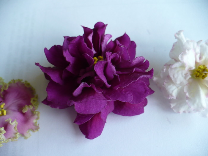 Floare uriasa Ek  Persian Empress - Violete africane 2010 -AV