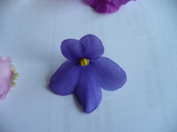 Admiral - Violete africane 2010 -AV