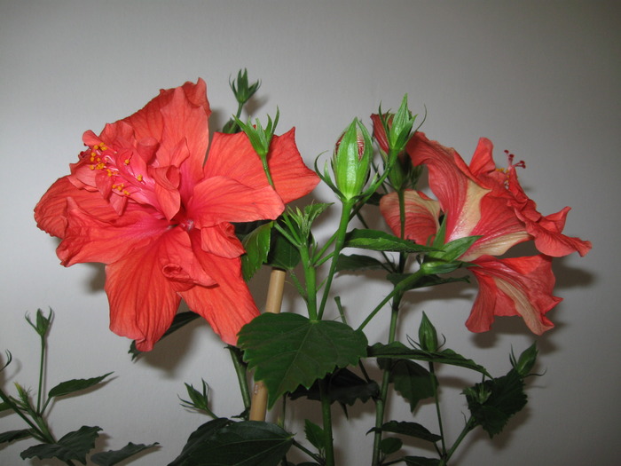 IMG_4621 - Hibiscus 2010