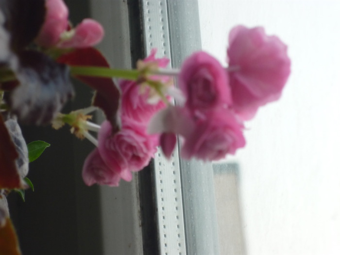 P1020306 - Flori din apartament