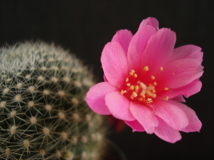 DSC07719 - Cactusi