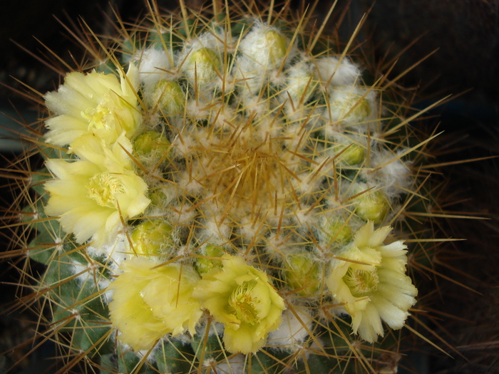 DSC07731 - Cactusi