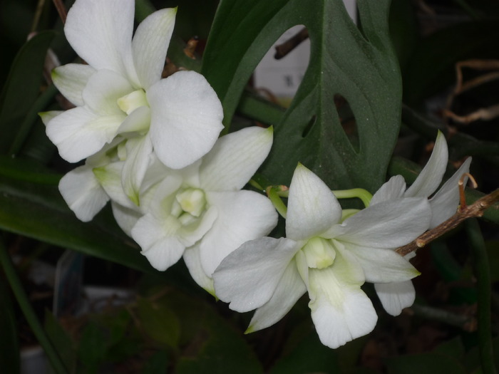 orhidee - Flori din apartament