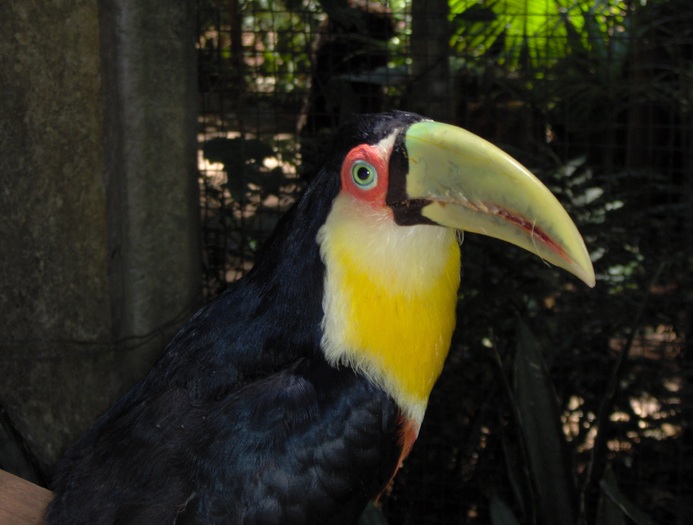 parcul bootanic si de pasari exotice - Brazilia