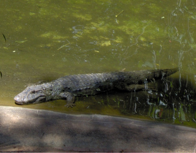 Brazilia - parcul bootanic