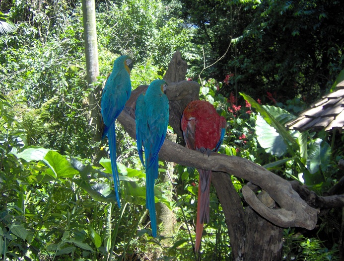 HPIM0269; Cel mai mare papagal este macao din Brazilia,de marimea unei gaini
