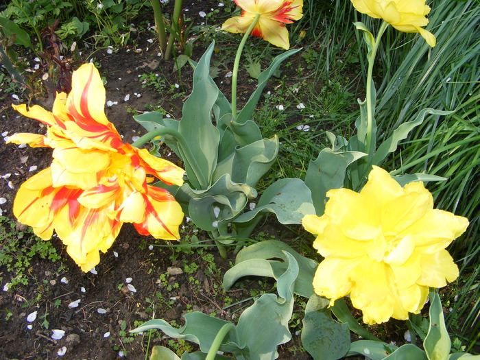 Gr 2010 002
