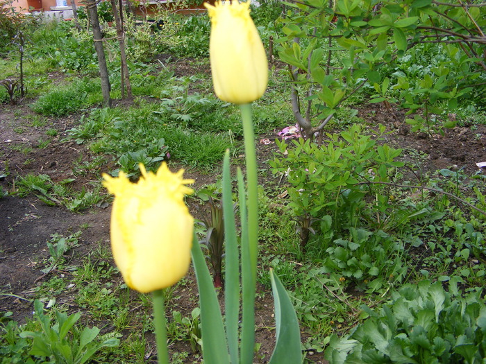 Gr 2010 014