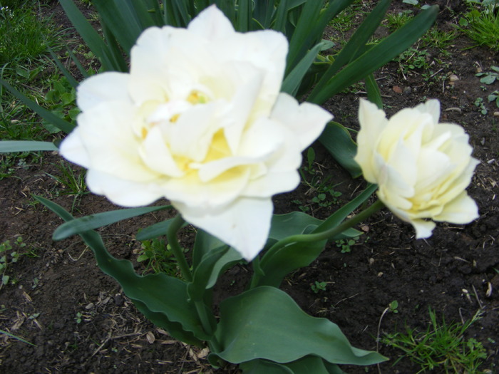 Gr 2010 015