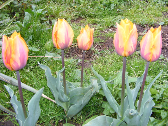 Gr 2010 016
